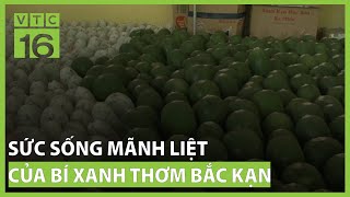Sức sống mãnh liệt của bí xanh thơm Bắc Kạn | VTC16