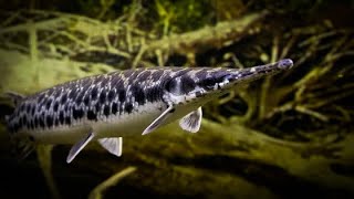 ⁴ᴷ ᵁˡᵗʳᵃ ᴴᴰ 𝐋𝐞𝐩𝐢𝐬𝐨𝐬𝐭𝐞𝐮𝐬 𝐨𝐜𝐮𝐥𝐚𝐭𝐮𝐬 (Spotted gar) - Prehistoric predators