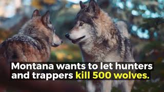 Protecting Montana Wolves