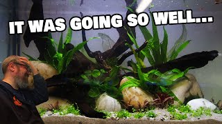 Can I Really Become a Pro Aquascaper?