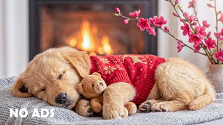 12 HOURS of Dog Calming Music 🐶🌸Dog Relaxation 💖 Anti Separation Anxiety Relief Music 🧸 No Ads