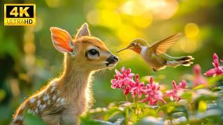 Dreamscapes Of Nature | 120FPS HDR | Epic Wildlife In Living Color, Relaxing Music