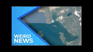Plankton Go Ballistic: Teensy Organisms Wield Impressive Artillery | Weird News 2018