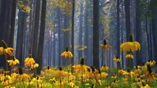 Minha Alma tem Sede de Deus - Juliano Ravanello - Gregorian Chants