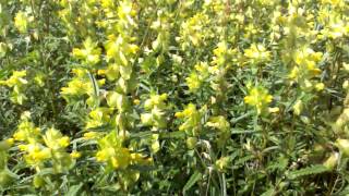 Yellow Rattle