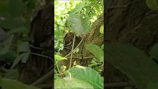 সাপের মিলন দেখুন