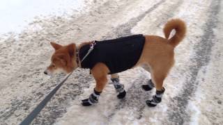 Snow Hige