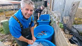 ** THE PHOENIX 🐦‍🔥 FOOD TRIAL HARVEST ** PART 3 ** #koi #koifish #koifarm 