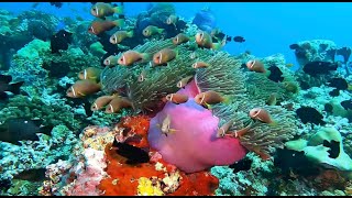 Ultimate Coral Reefs of the Maldives 2025