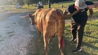 Longhorn Lester's LIVE