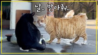 The new leader cat wants to meet and be friends with the resident cats