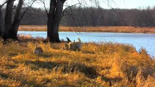 December Yawning" Music/Video By CodeMan