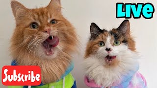 TGIF - Friday Fluff - Live Stream