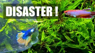 I LOST MY DREAM FISH - What Happened?