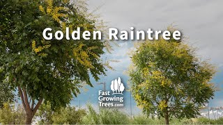 Golden Raintree | Fast Growing Trees
