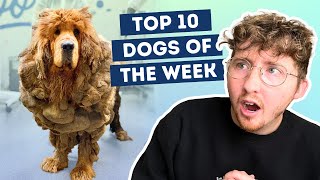 She Was Found With 30 Pounds of Matted Fur