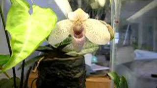 Paphiopedilum Vanda M. Pearman