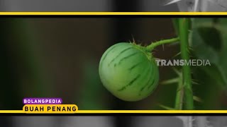 Mengenal Buah Penang | BOCAH PETUALANG (24/11/21)