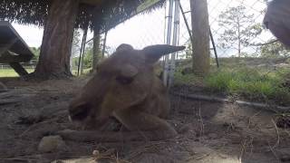 Wallaby likes Fruit Loops