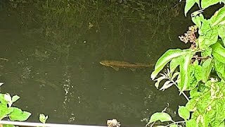 Small stream fly fishing  / Big fish don't always get away 2016