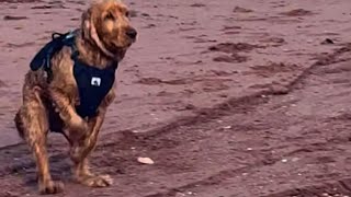 Caged dog sees ocean for first time