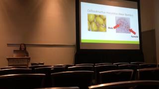 Soper:Male density & rapid evolution of genital morphology in the seed beetle