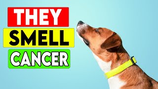 10 Secrets Your Dog Is Keeping From You - According to Science