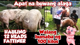 Apat na buwang alaga - pasok lahat sa timbang
