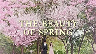 The Beauty of Spring