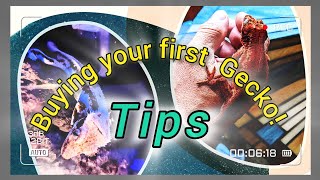 Tips....Buying Your First Gecko!
