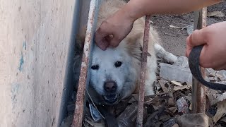 We rescued a dog