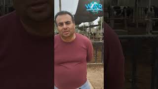 Cómo identificar a tu ganado - Registro de las Primeras Vacas Lecheras en W.A.R.