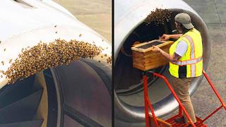 Flight Delayed Due to Bee Invasion