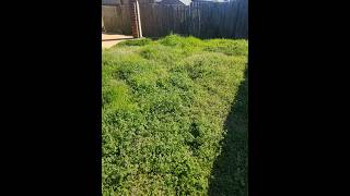 Tackling A Deprived Lawn That Had Grown To Over 10 Inches!