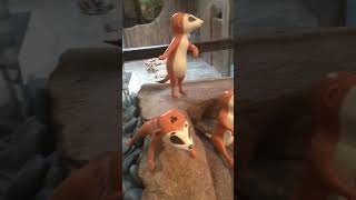 Ocean park tour part 18: meerkats and tortoises 🐢