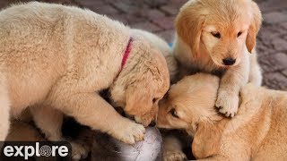 Nursery at Warrior Canine Connection powered by Explore.org