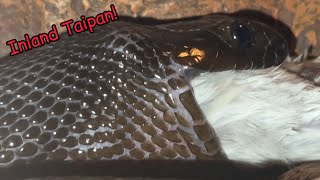 Most Venomous Snake eats!