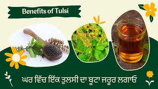 ਘਰ ਵਿੱਚ ਤੁਲਸੀ ਲਗਾਉਣ ਦੇ ਇਹ ਫਾਇਦੇ#video #farming #garden #nature #shorts #subscribe #viral #viralvideo