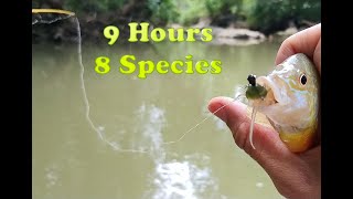 9 Hours Wading in Tennessee Creek 8 Species Thomas Inline Spinner, Eurotackle, 13 Fishing, Duo