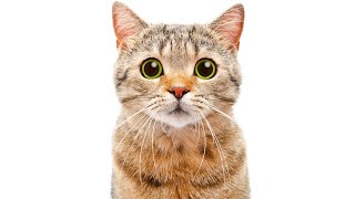10 BIZARRE Cat Facts You NEED To Know