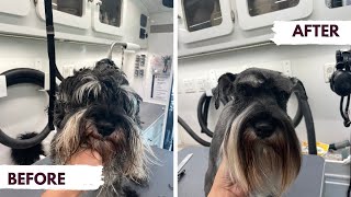 MAX THE SCHNAUZER GETS A MAKEOVER ✂️ HOW TO SET A SCHNAUZER PATTERN