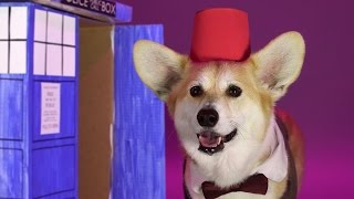 Cool Corgi Dresses Up As All 13 Doctors From 'Doctor Who'