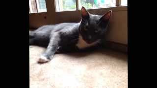 Smokey T. Cat