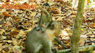 Prince Melvin is growing so fast. He  will turn to 3 Months old in one week