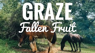 BREAK the  Fruit/Apple Tree PEST CYCLE! Graze fallen fruit from your apple and pear trees.