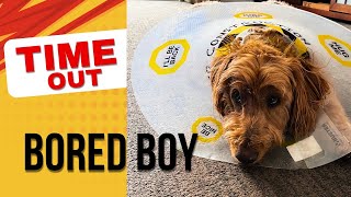 Goldilocks & the 3 Bears...but it's a DOG!? 🐻 😂 🐶 | Hilarious RV Adventures!