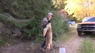 Blonde coyote color phase caught in a great set