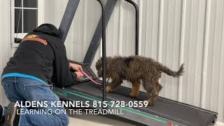 Aldens Kennels Dog Training on the Treadmill
