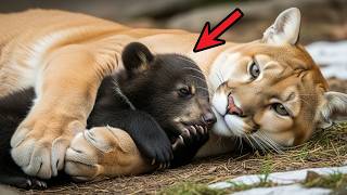 MOUNTAIN LION Saves BEAR CUB - Forest's Most DANGEROUS Friendship