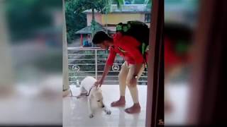 Dogs And Owners Are Best Friends   Dog reaction to Owner Back Home